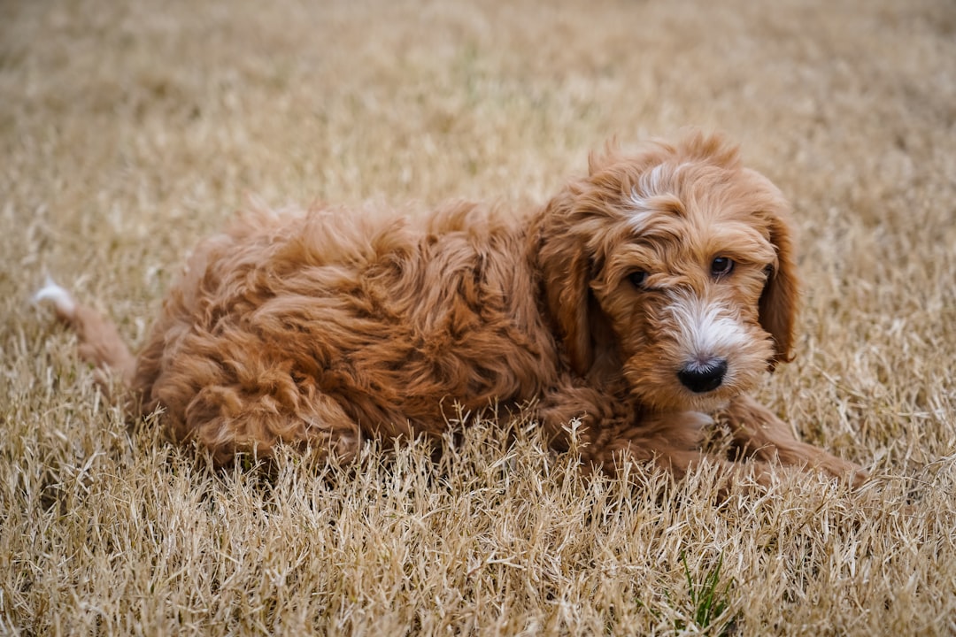 The Best Traits of Full Grown Goldendoodle